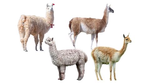 lamas dese|Lama (genus) .